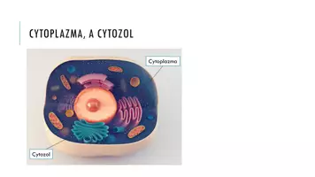 zapowiedź - Prezentacja - Składniki cytoplazmy - strona 2