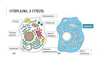 zapowiedź - Prezentacja - Składniki cytoplazmy - strona 3