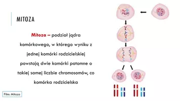 zapowiedź - Prezentacja - Znaczenie mitozy, mejozy i apoptozy - strona 2