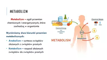 zapowiedź - Prezentacja - Kierunki przemian metabolicznych - strona 2