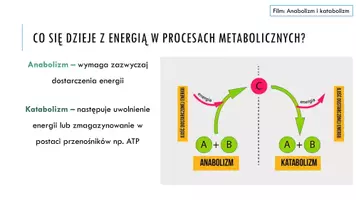 zapowiedź - Prezentacja - Kierunki przemian metabolicznych - strona 3