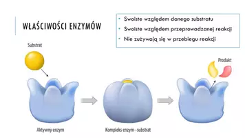 zapowiedź - Prezentacja - Budowa i działanie enzymów - strona 2
