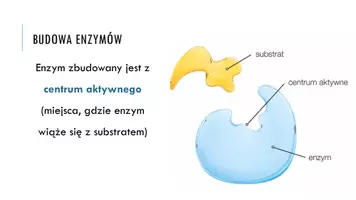 zapowiedź - Prezentacja - Budowa i działanie enzymów - strona 3