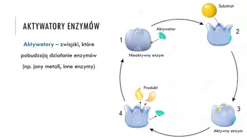 zapowiedź - Prezentacja - Regulacja aktywności enzymów - strona 3