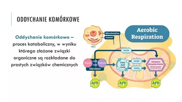zapowiedź - Prezentacja - Oddychanie komórkowe - strona 2