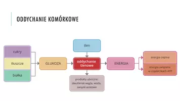 zapowiedź - Prezentacja - Oddychanie komórkowe - strona 3