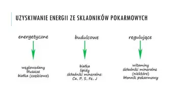 zapowiedź - Prezentacja - Inne procesy metaboliczne - strona 1