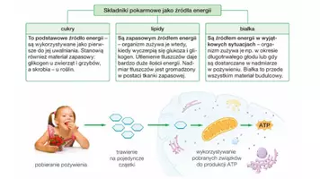 zapowiedź - Prezentacja - Inne procesy metaboliczne - strona 2