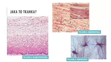 zapowiedź - Prezentacja - Tkanki - nabłonkowa - strona 3