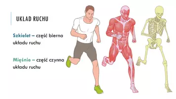 zapowiedź - Prezentacja - Ogólna budowa i funkcje szkieletu - strona 3