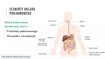 zapowiedź - Prezentacja - Budowa i funkcje układu pokarmowego - strona 3