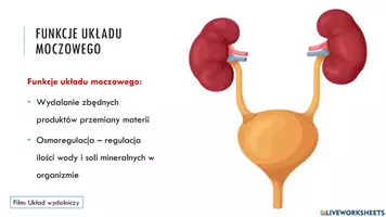 zapowiedź - Prezentacja - Budowa i funkcjonowanie układu moczowego - strona 3
