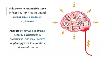 zapowiedź - Prezentacja - Ośrodkowy układ nerwowy - strona 2