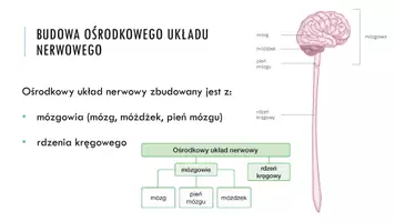 zapowiedź - Prezentacja - Ośrodkowy układ nerwowy - strona 3