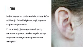zapowiedź - Prezentacja - Ucho - narząd zmysłu słuchu i zmysłu równowagi - strona 2