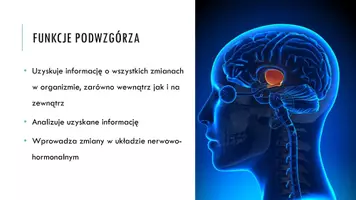 zapowiedź - Prezentacja - Regulacja wydzielania hormonów - strona 3