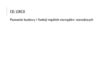 zapowiedź - Prezentacja - Budowa i funkcje męskich narządów rozrodczych - strona 2