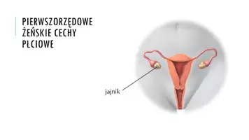 zapowiedź - Prezentacja - Budowa i funkcje żeńskich narządów rozrodczych - strona 3
