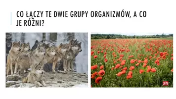 zapowiedź - Prezentacja - Cechy populacji - strona 1