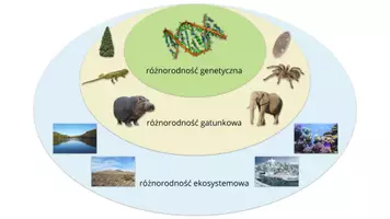 zapowiedź - Prezentacja - Czym jest różnorodność biologiczna - strona 2