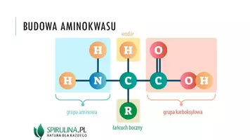 zapowiedź - Prezentacja -Aminokwasy - strona 2