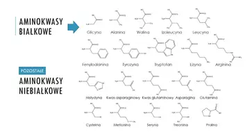 zapowiedź - Prezentacja -Aminokwasy - strona 3