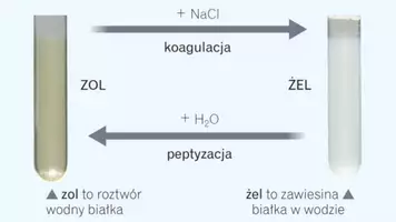 zapowiedź - Prezentacja - Właściwości i wykrywanie białek - strona 3
