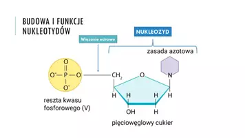 zapowiedź - Prezentacja - Budowa i funkcje nukleotydów - strona 1
