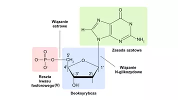 zapowiedź - Prezentacja - Budowa i funkcje nukleotydów - strona 2