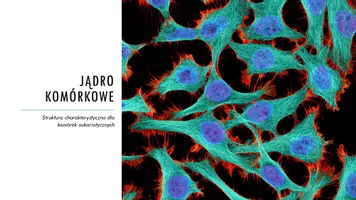 zapowiedź - Prezentacja - Jądro komórkowe - strona 2