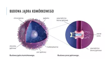 zapowiedź - Prezentacja - Jądro komórkowe - strona 3
