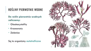 zapowiedź - Prezentacja - Rośliny pierwotnie wodne - strona 2