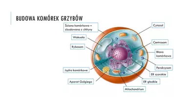 zapowiedź - Prezentacja - Grzyby i porosty - strona 3