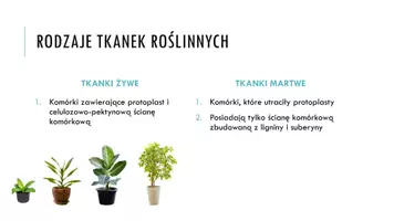 zapowiedź - Prezentacja - Tkanki roślinne - strona 2