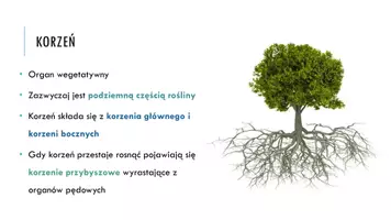 zapowiedź - Prezentacja - Korzeń - organ podziemny roślin - strona 2