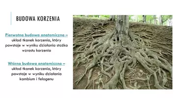 zapowiedź - Prezentacja - Korzeń - organ podziemny roślin - strona 3