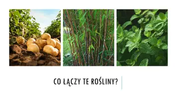 zapowiedź - Prezentacja - Pęd - strona 1