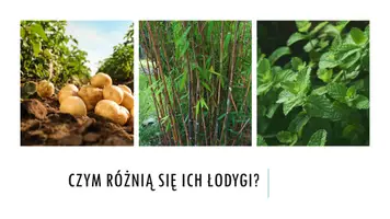 zapowiedź - Prezentacja - Pęd - strona 2