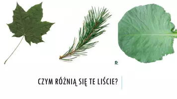 zapowiedź - Prezentacja - Budowa i funkcje liści - strona 1