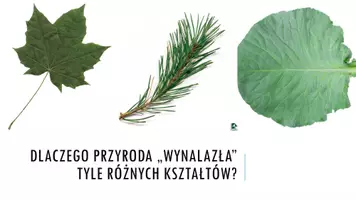 zapowiedź - Prezentacja - Budowa i funkcje liści - strona 2