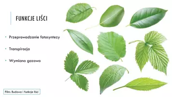 zapowiedź - Prezentacja - Budowa i funkcje liści - strona 3