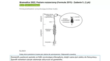 zapowiedź - Prezentacja - Paprotniki - zarodnikowe rośliny naczyniowe - strona 1