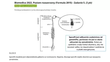 zapowiedź - Prezentacja - Paprotniki - zarodnikowe rośliny naczyniowe - strona 2