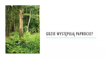 zapowiedź - Prezentacja - Paprotniki - zarodnikowe rośliny naczyniowe - strona 3