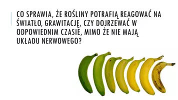 zapowiedź - Prezentacja - Hormony roślinne - strona 1