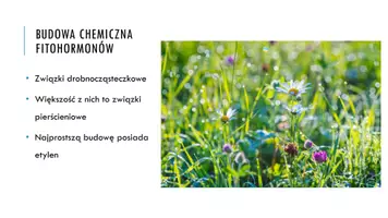 zapowiedź - Prezentacja - Hormony roślinne - strona 3