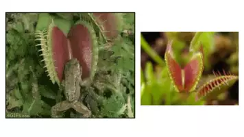 zapowiedź - Prezentacja - Ruchy roślin - strona 3