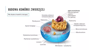 zapowiedź - Prezentacja - Kryteria klasyfikacji zwierząt - strona 2