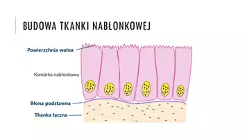 zapowiedź - Prezentacja - Tkanki zwierzęce - strona 3