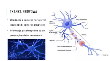 zapowiedź - Prezentacja - Tkanki pobudliwe - nerwowa i mięśniowa - strona 3